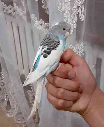 Ручной, волнистый попугай Almaty