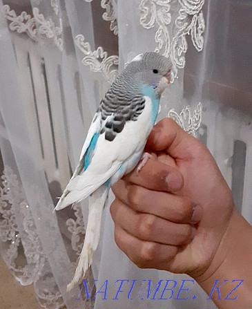 Қолмен, попугая  Алматы - изображение 2