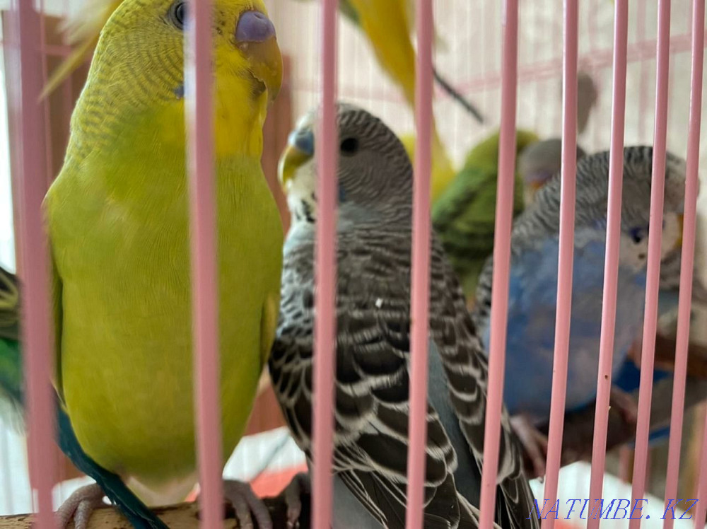 Ручной, волнистый попугай Алматы - изображение 3