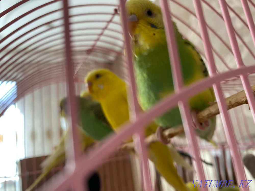 Ручной, волнистый попугай Алматы - изображение 4