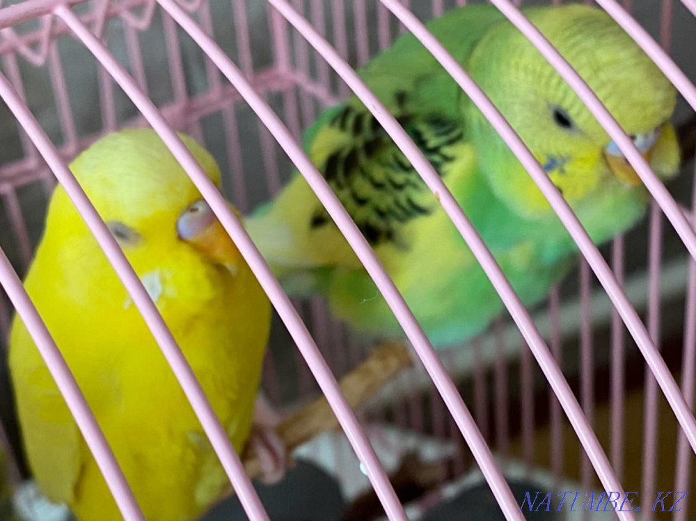 Ручной, волнистый попугай Алматы - изображение 1