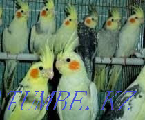 Parrot Wholesale Parrot Almaty - photo 3