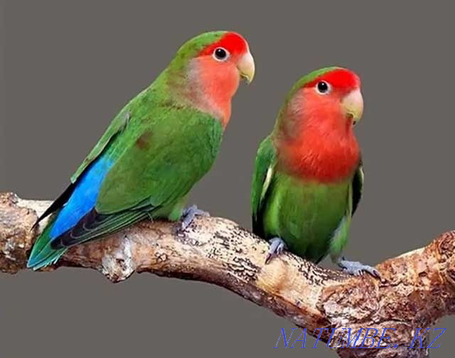 Parrot Wholesale Parrot Almaty - photo 4