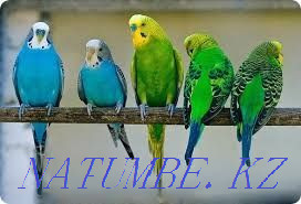 Parrot Wholesale Parrot Almaty - photo 2