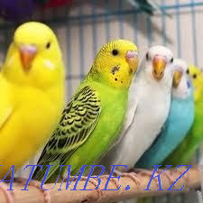 Parrot Wholesale Parrot Almaty - photo 1