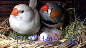 Попугай Оптом Волнистый Шымкент - изображение 4