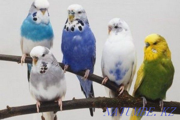 Попугай Оптом Волнистый Шымкент - изображение 2