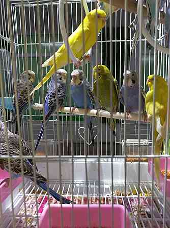 Волнистые попугаи птенцы  Өскемен