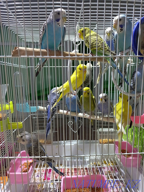 Budgerigar chicks Ust-Kamenogorsk - photo 2