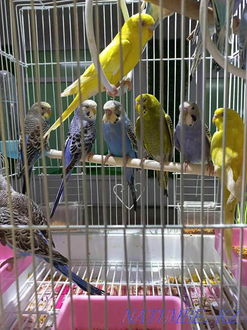 Budgerigar chicks Ust-Kamenogorsk - photo 1