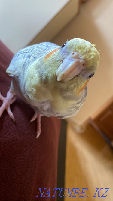 Попугай корелла. Полностью ручной Алматы - изображение 1