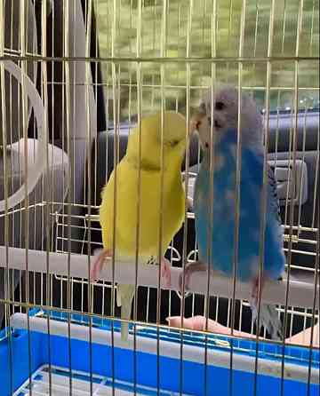 Продам попугаев. Мальчик и девочка. Almaty