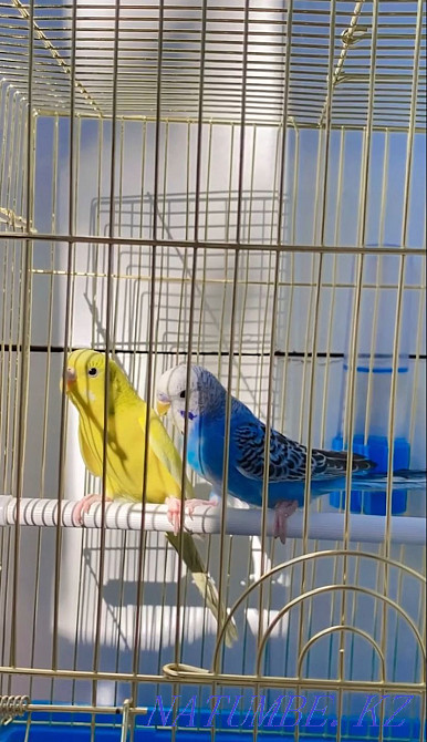 Продам попугаев. Мальчик и девочка. Алматы - изображение 2