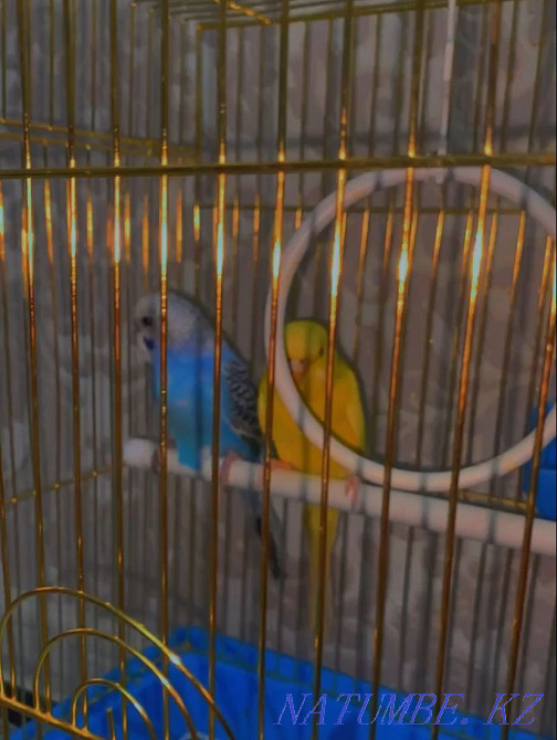 Продам попугаев. Мальчик и девочка. Алматы - изображение 3