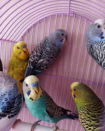 Волнистые попугаи  Өскемен