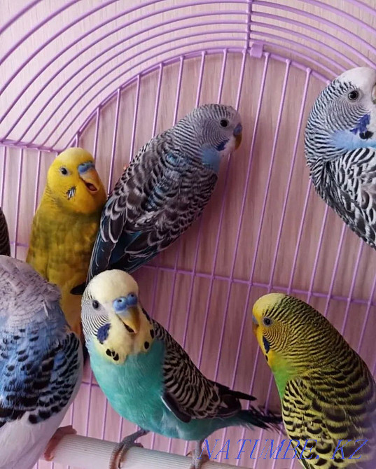 Волнистые попугаи Усть-Каменогорск - изображение 2