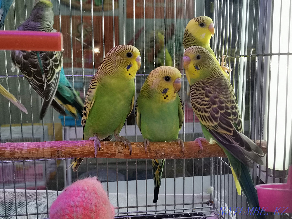 Волнистые попугаи Усть-Каменогорск - изображение 4
