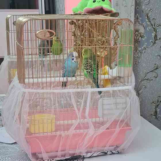 Продам попугаев с клеткой Shymkent