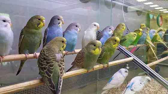 Лучшие Волнистые попугаи для Вас Shymkent