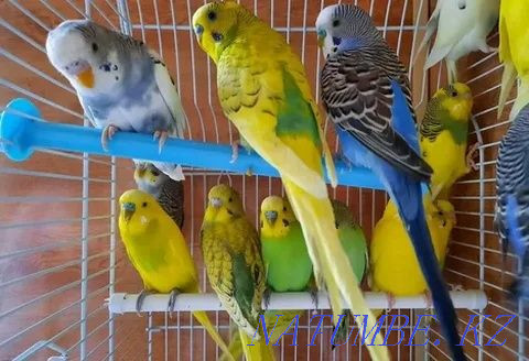 The Best Budgerigars for You Shymkent - photo 2