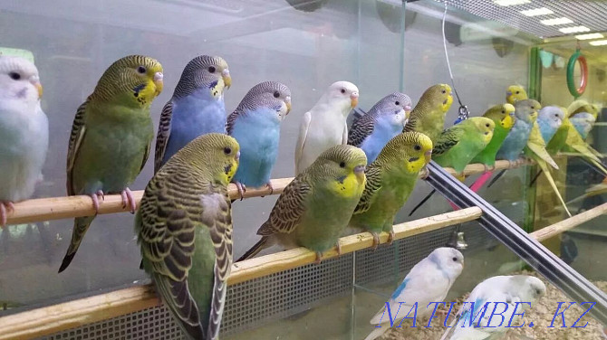 The Best Budgerigars for You Shymkent - photo 4