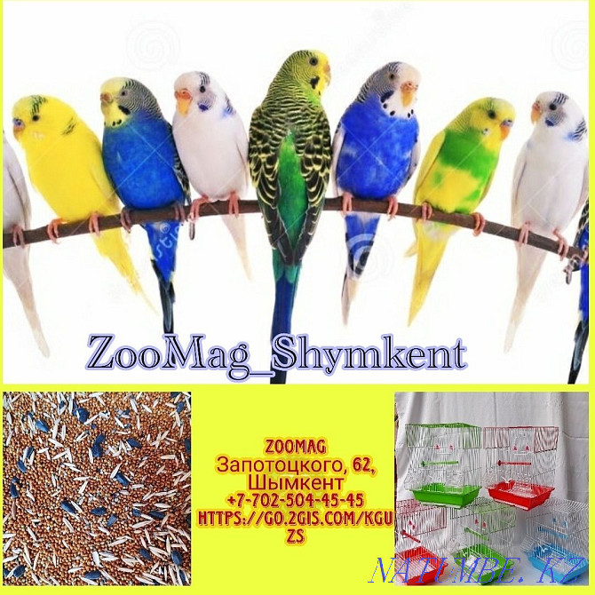 The Best Budgerigars for You Shymkent - photo 1
