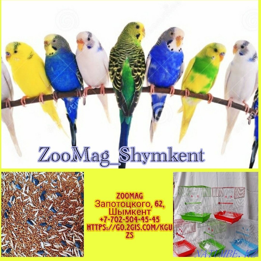 Лучшие Волнистые попугаи для Вас Шымкент - изображение 1