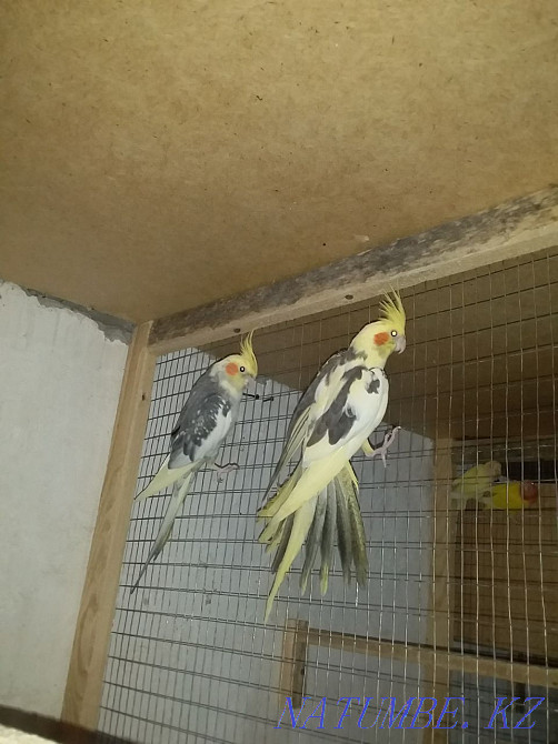 Попугай корелла Сатылымда Шымкент - изображение 1