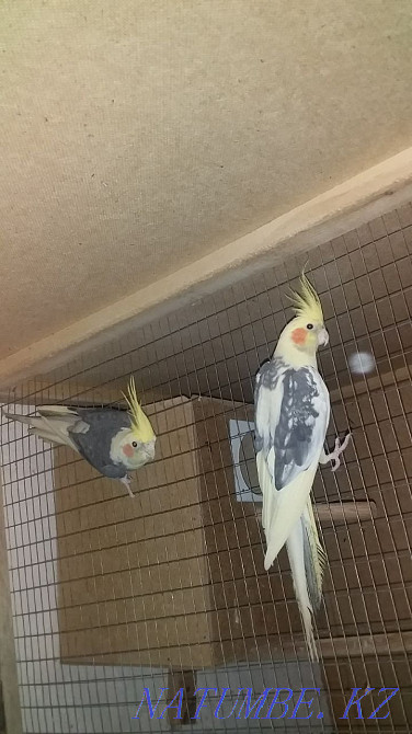 Попугай корелла Сатылымда Шымкент - изображение 2
