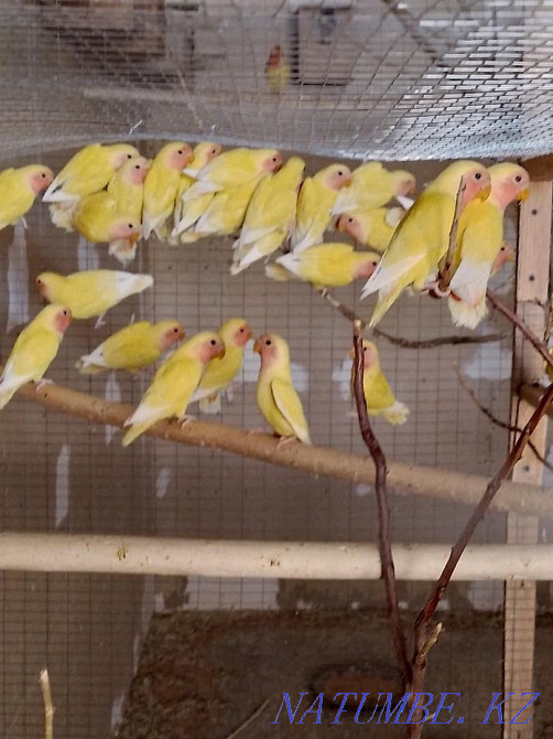 parrot lovebird Shymkent - photo 1