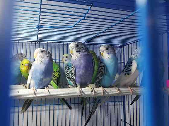Волнистый попугаи Astana