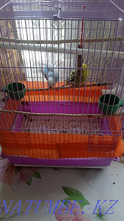 We sell parrots!  - photo 3