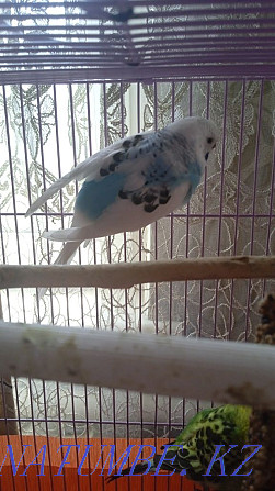 We sell parrots!  - photo 2
