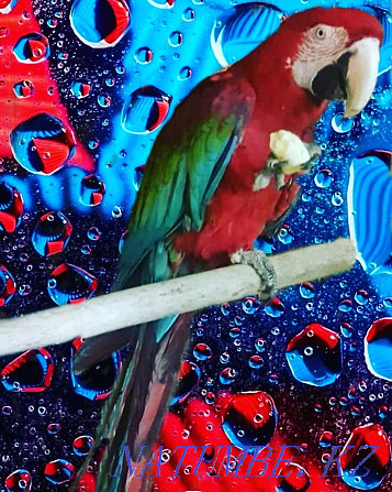 попугай ара самец Алматы - изображение 1