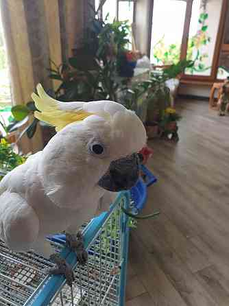 Продаётся попугай Какаду Shymkent