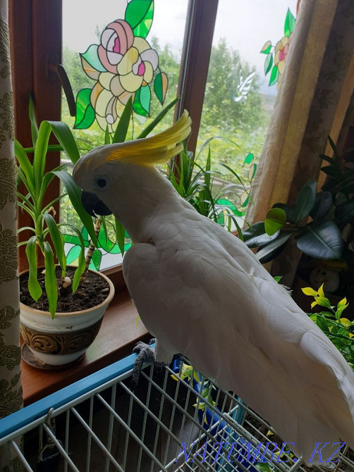 cockatoo parrot for sale Shymkent - photo 4