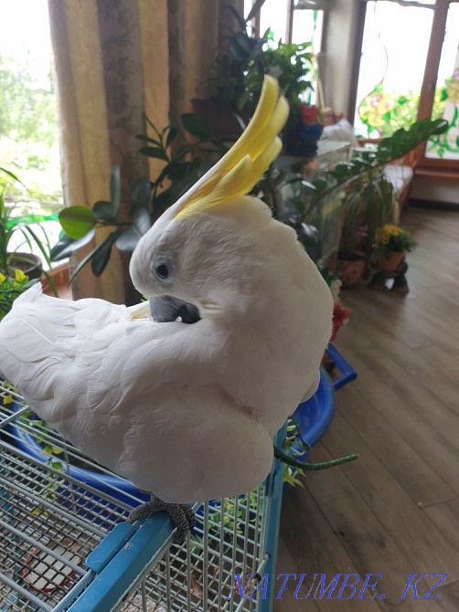 cockatoo parrot for sale Shymkent - photo 2