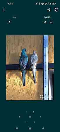 Певчие попугаи пара Алматы