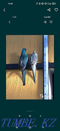 Певчие попугаи пара Алматы - изображение 1