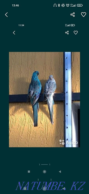 Певчие попугаи пара Алматы - изображение 1