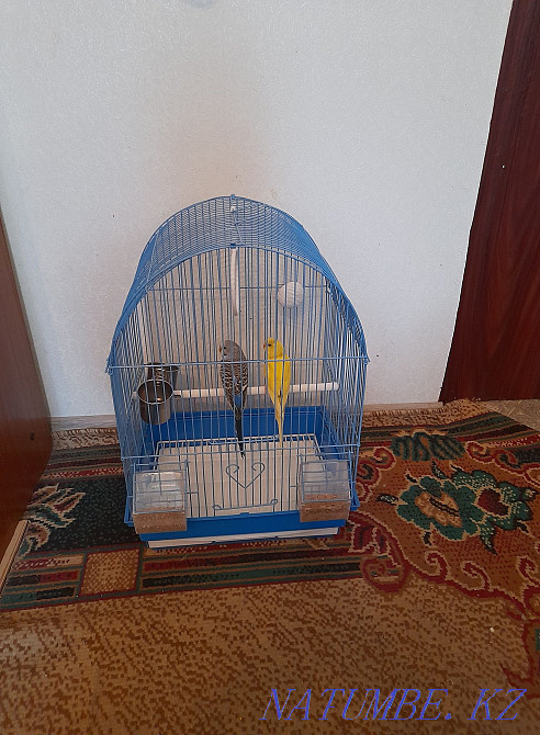 2 parrot set all. Almaty - photo 2