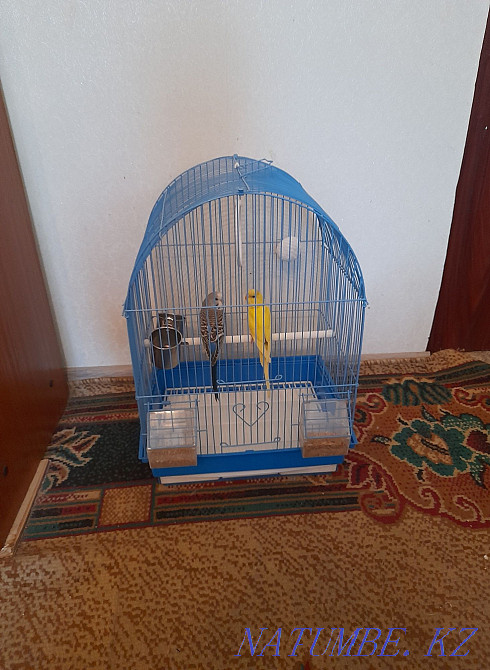 2 parrot set all. Almaty - photo 1