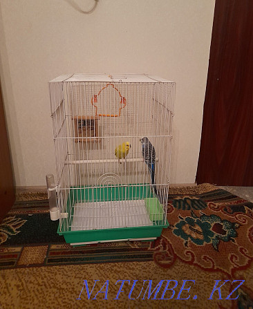 2 попугай клетка корм. Алматы - изображение 1