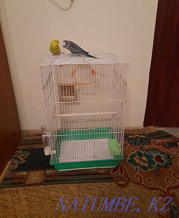 2 parrot cage food Almaty - photo 2