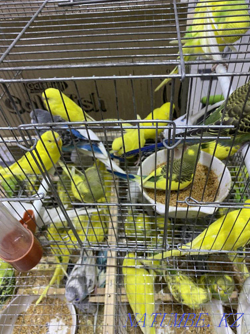 Волнистые попугаи Алматы - изображение 1