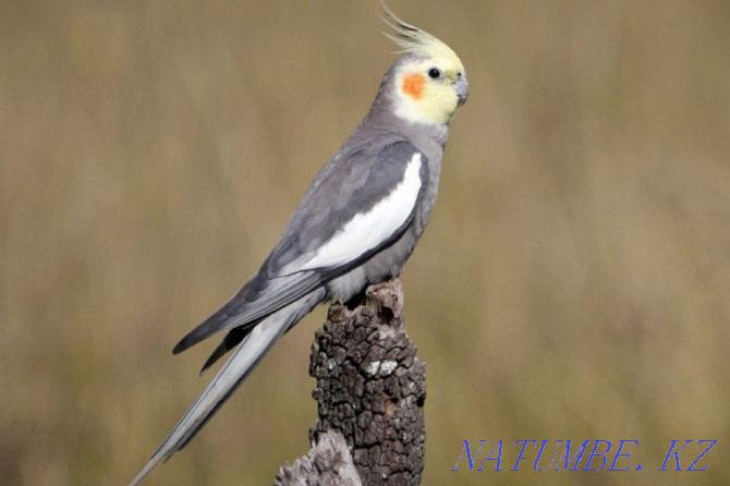 Молодые средние попугаи Кореллы Тельмана - изображение 1