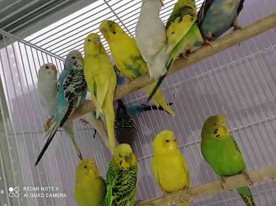 Волнистые попугаи Astana