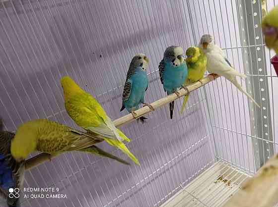 Волнистые попугаи Астана