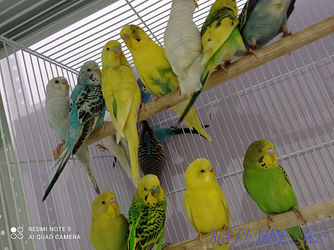 budgerigars Astana - photo 1