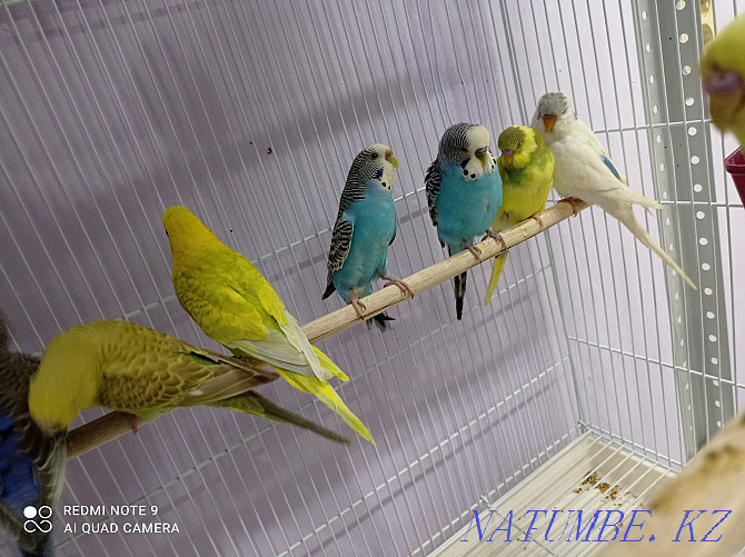 budgerigars Astana - photo 3